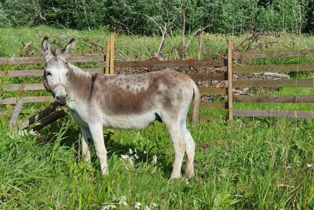 Дома для отпуска Kamelia turismitalu Võnnu-14